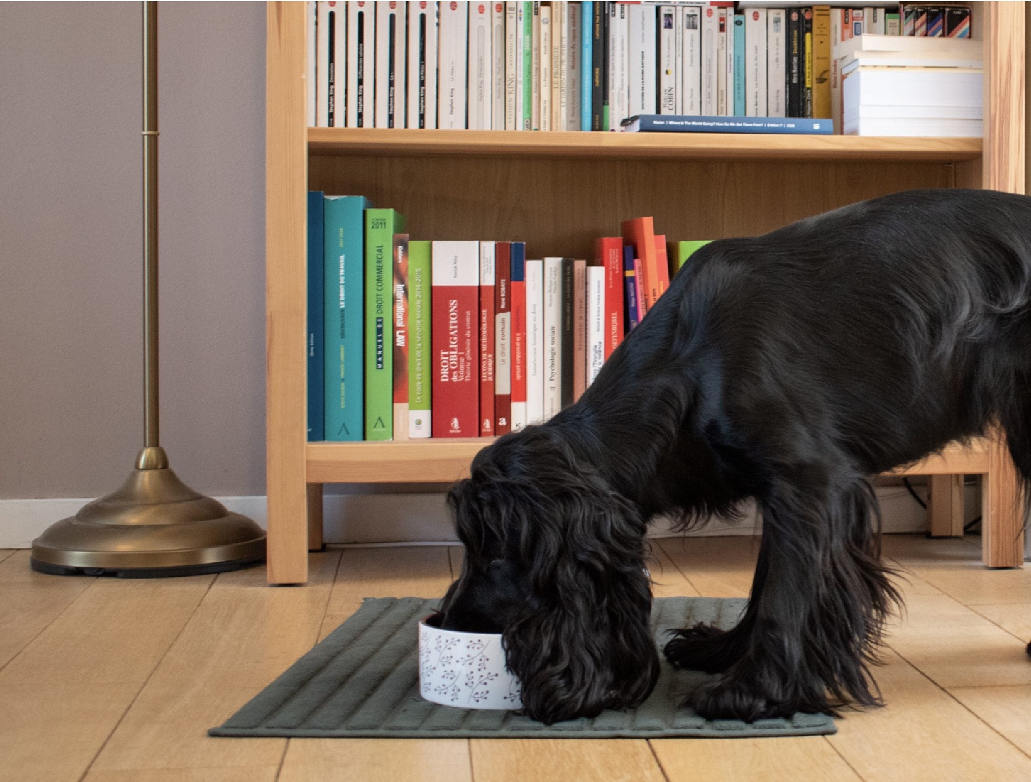 Recette Fraîche au Porc pour Chiens Sensibles - DOG CHEF - DOG CHEF - DOG DéliCAT