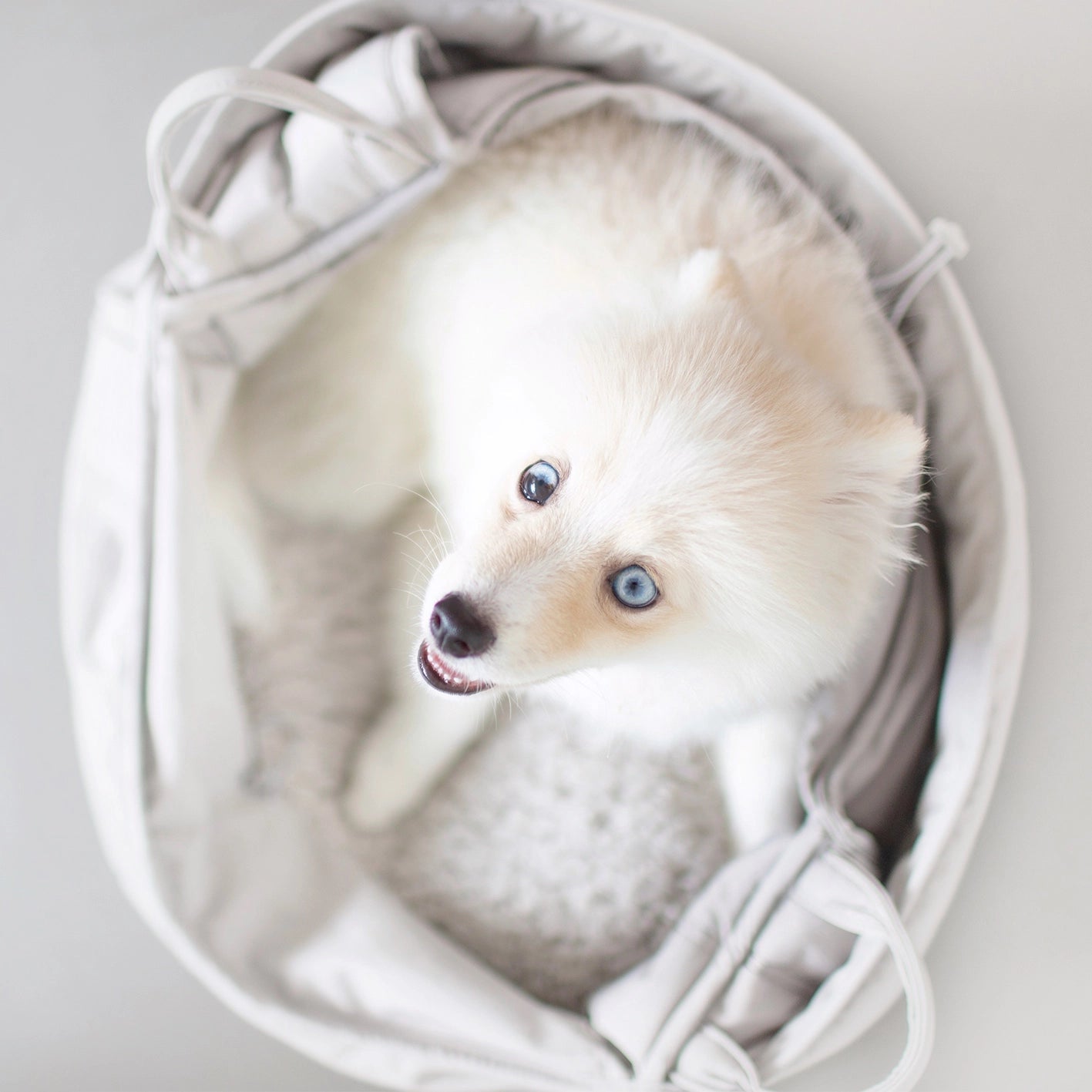 Sac de Transport pour Chiens - Petite Nacelle Olla - LAMBWOLF - DOG DéliCAT