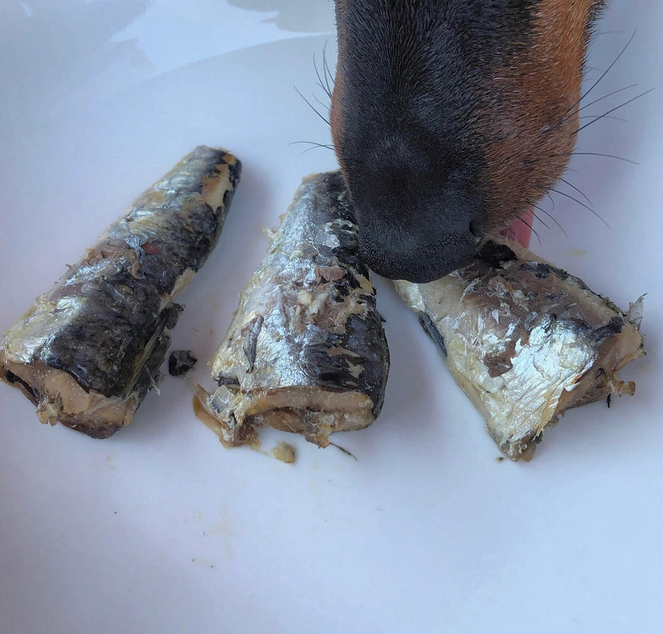 Sardines naturelles pour chiens