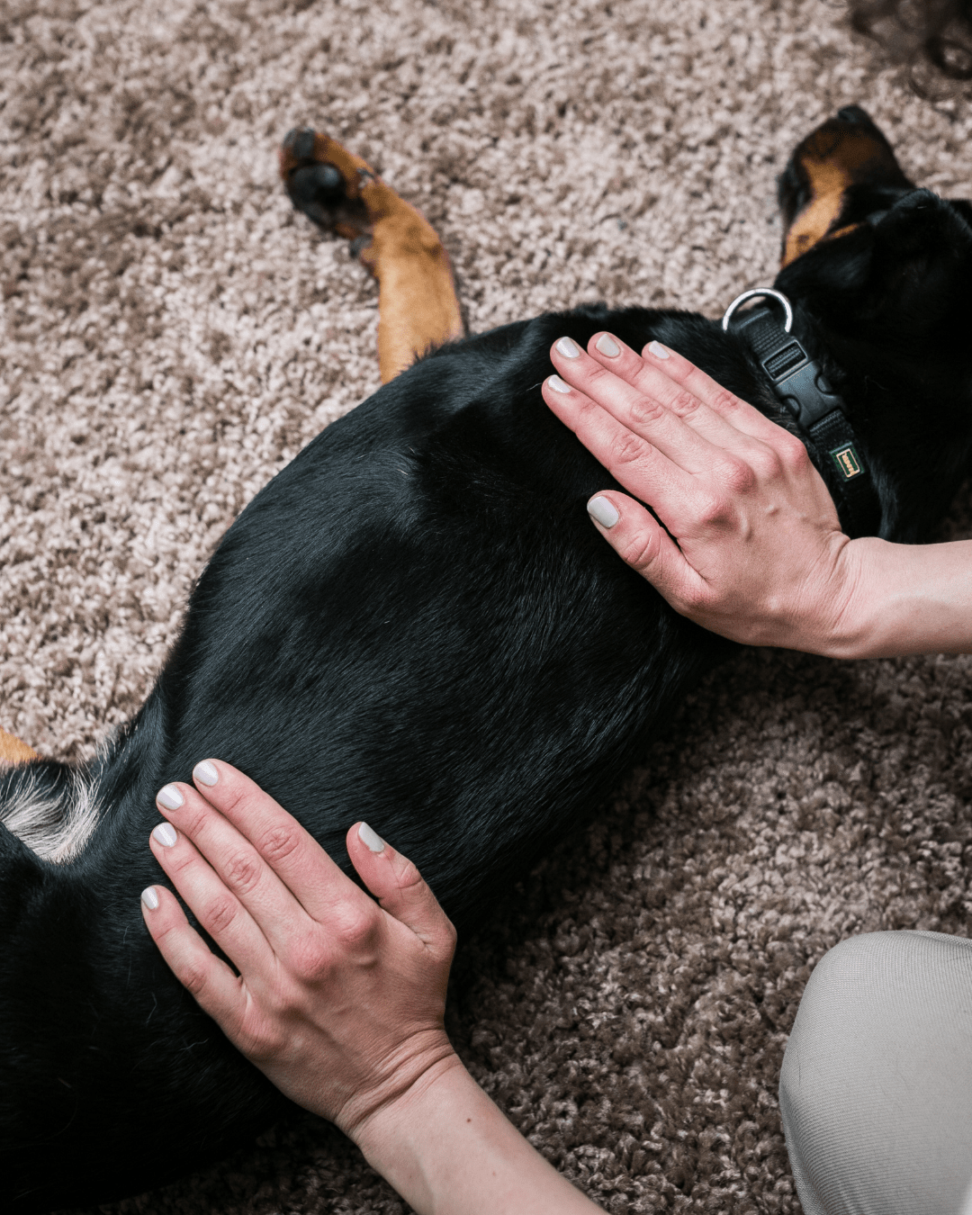 Séance ostéopathie chien & chat – Thionville - DOG DéliCAT - DOG DéliCAT