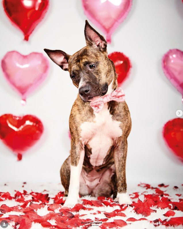 Shooting Photo Saint - Valentin : un souvenir complice avec votre chien - DOG DéliCAT - DOG DéliCAT