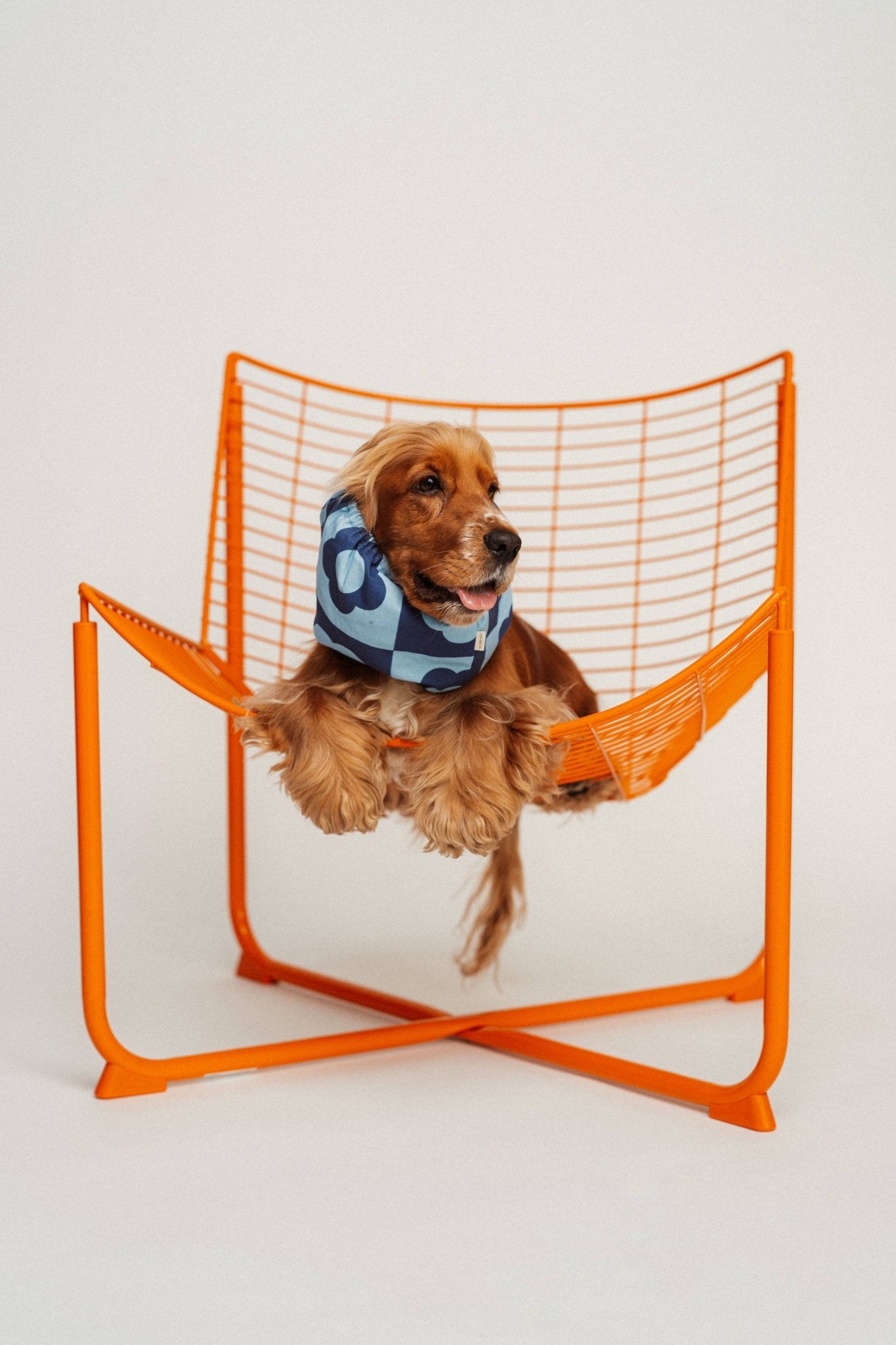 Snood Blue Flowers pour chiens - Élégance rétro pour longues oreilles - Lou and co. - DOG DéliCAT