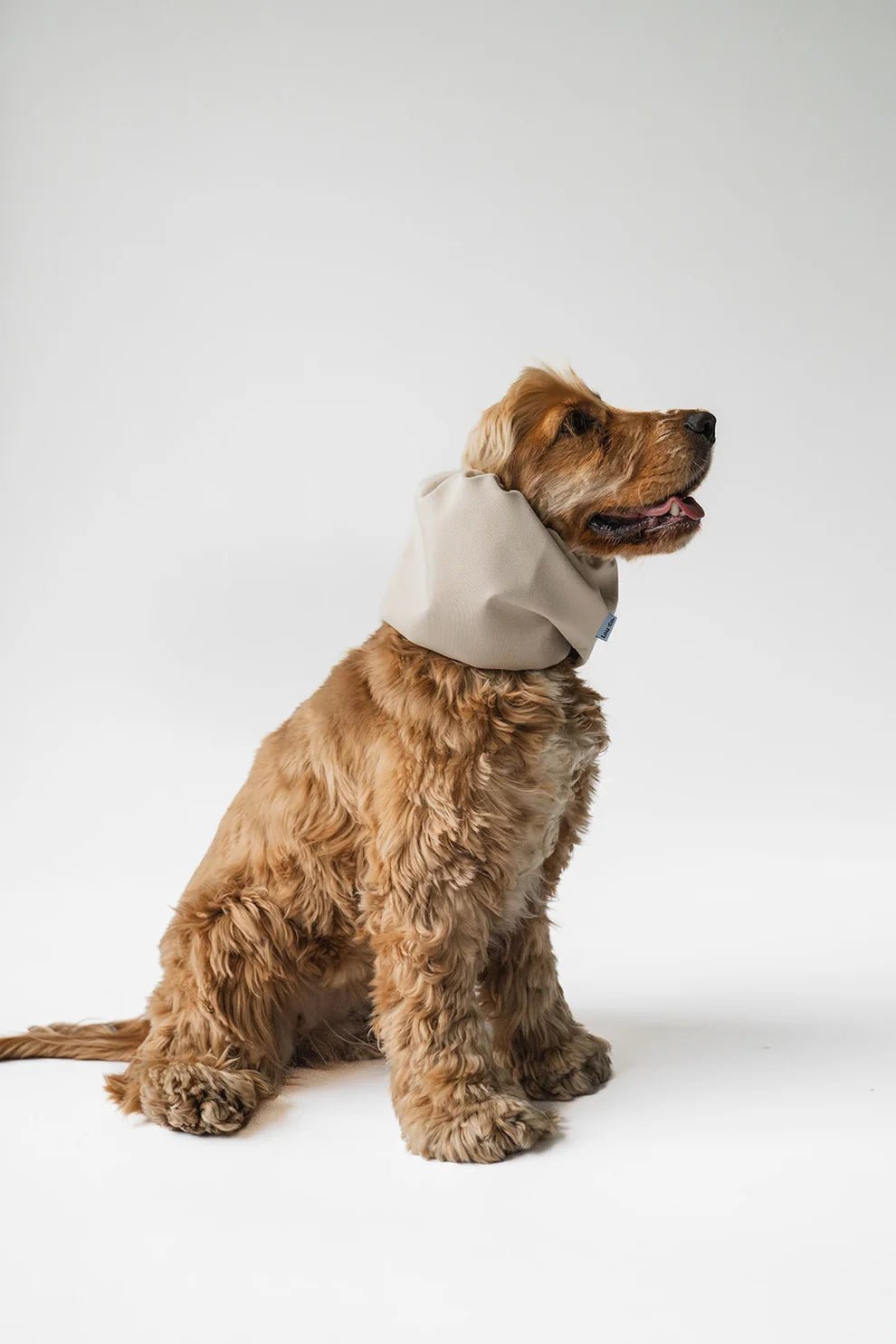 Snood chien imperméable Beige Lou & Co – Lou & Co – DOG DéliCAT