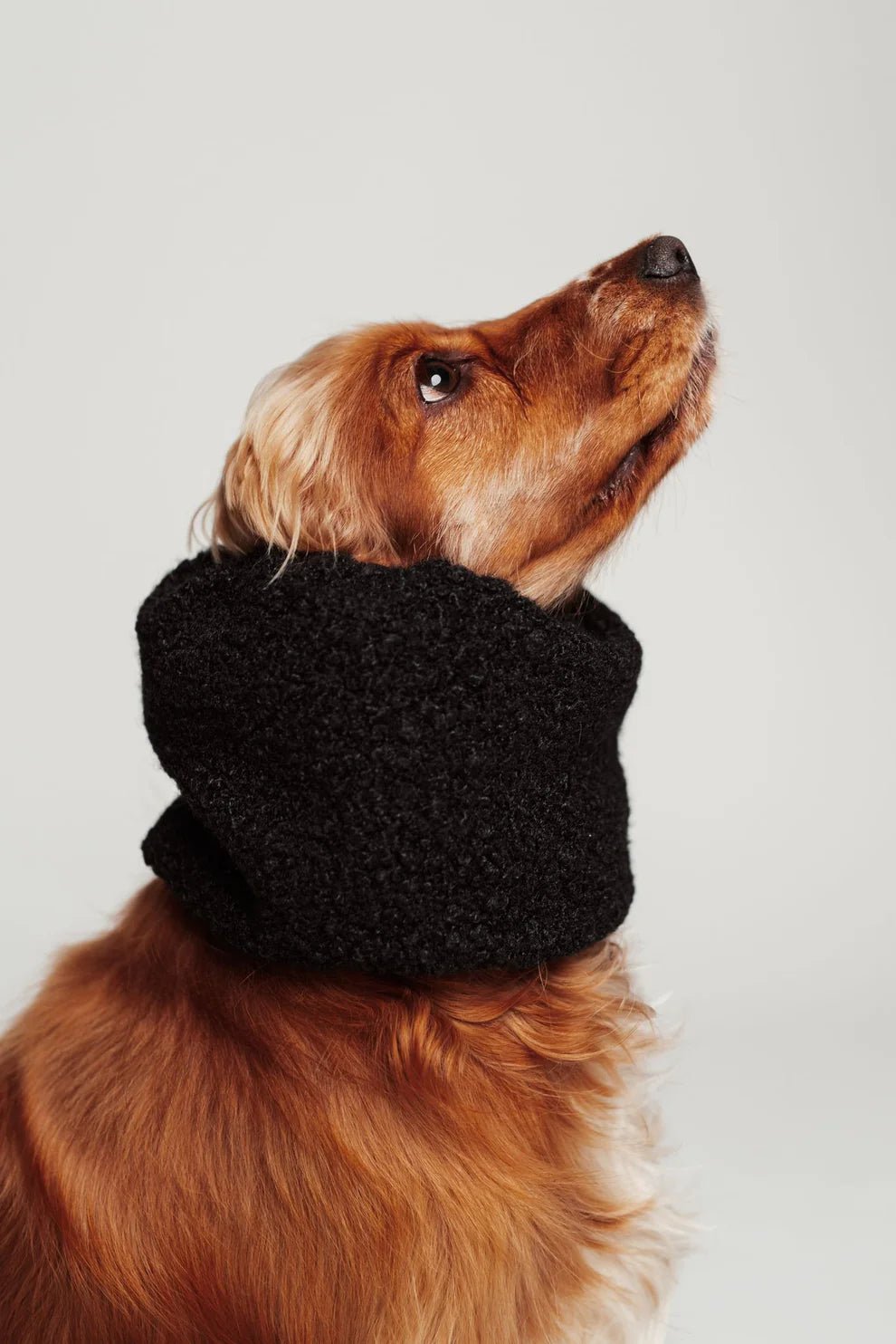 🖤 Snood d’hiver réversible noir pour chien – chaud, chic & imperméable - Lou and co. - DOG DéliCAT