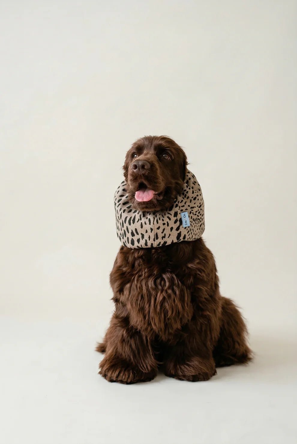 Snood en coton pour chien dune Lou & Co DOG DÉLICAT