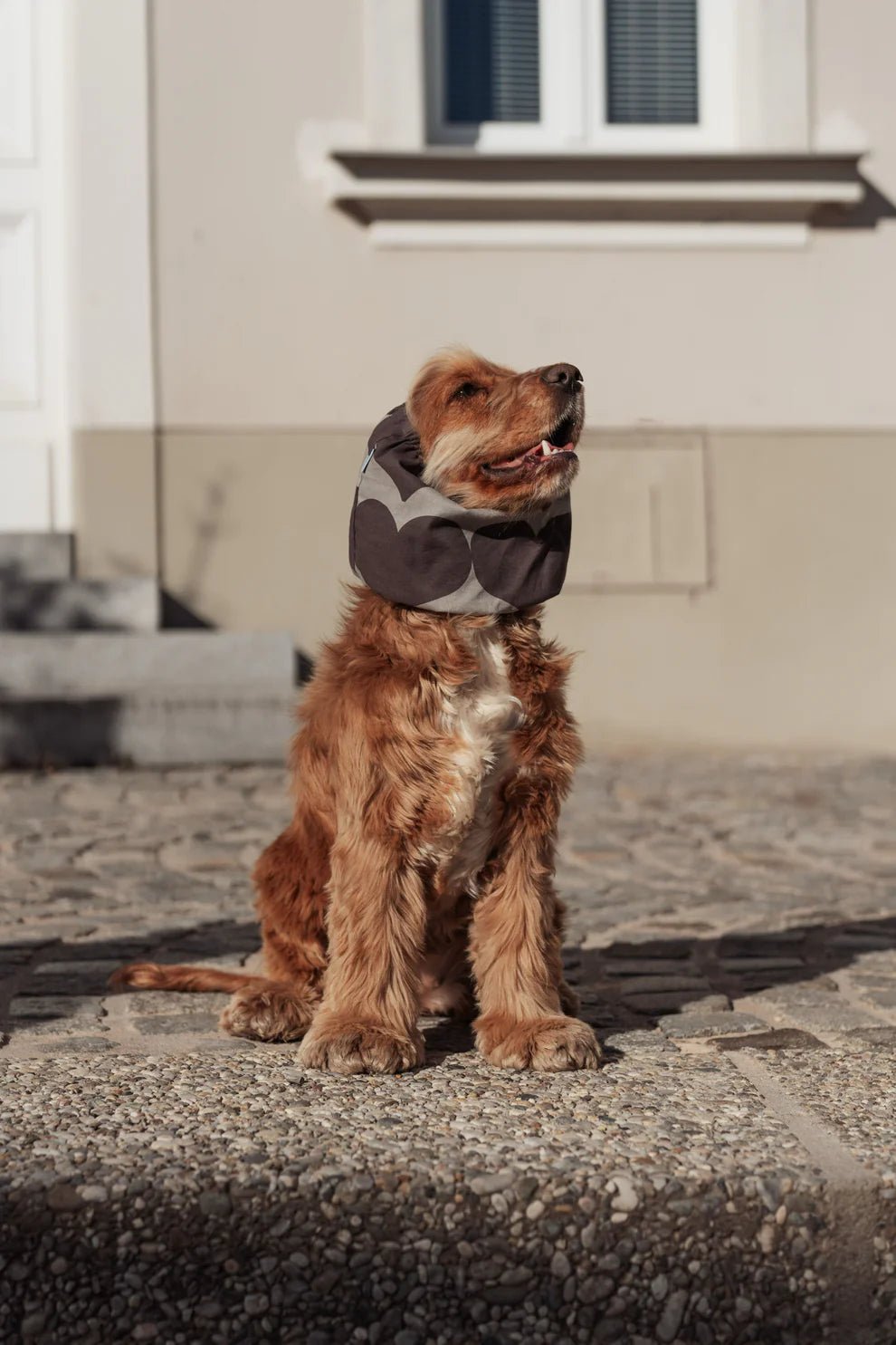 Snood en coton pour chien – Motif cœurs gris – Lou & Co. - Lou and co. - DOG DéliCAT