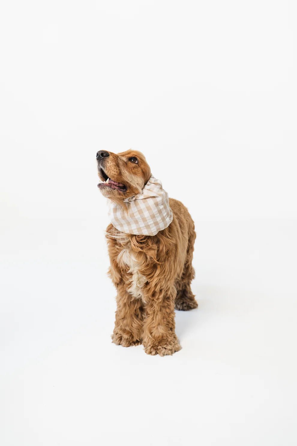 Snood en coton pour chien oreilles longues Summer Paris – Lou & Co. – DOG DéliCAT