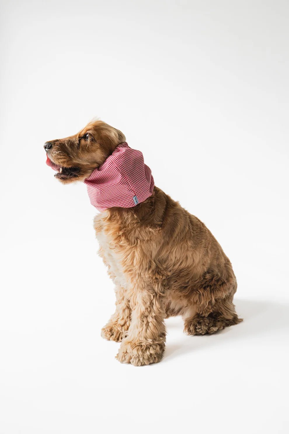 Snood en coton pour chien oreilles longues Red Cherry – Lou & Co. – DOG DéliCAT