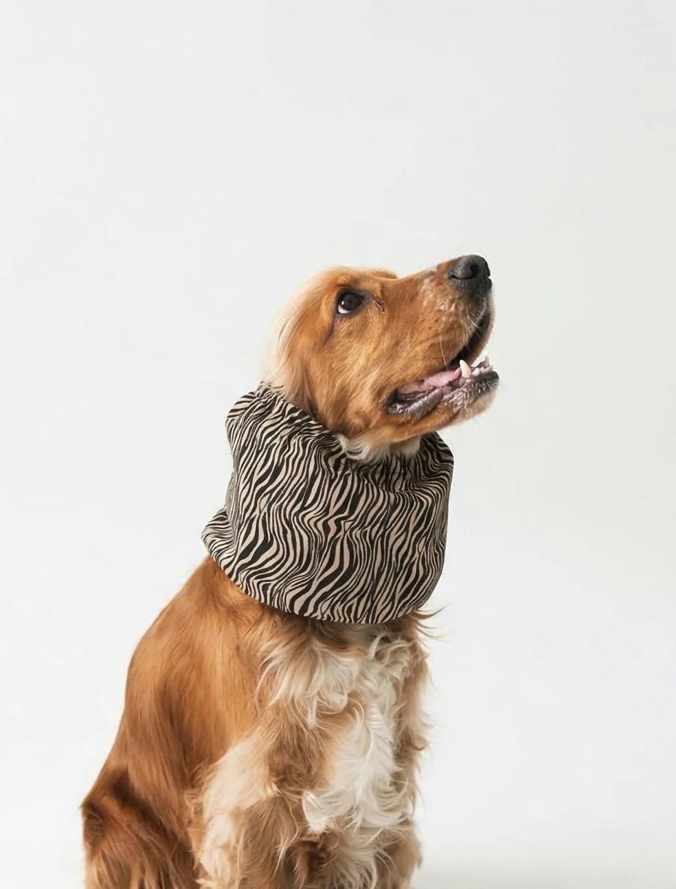 Snood en coton pour chien zebra Lou & Co DOG DÉLICAT snood en coton pour chien oreilles longues zebra
