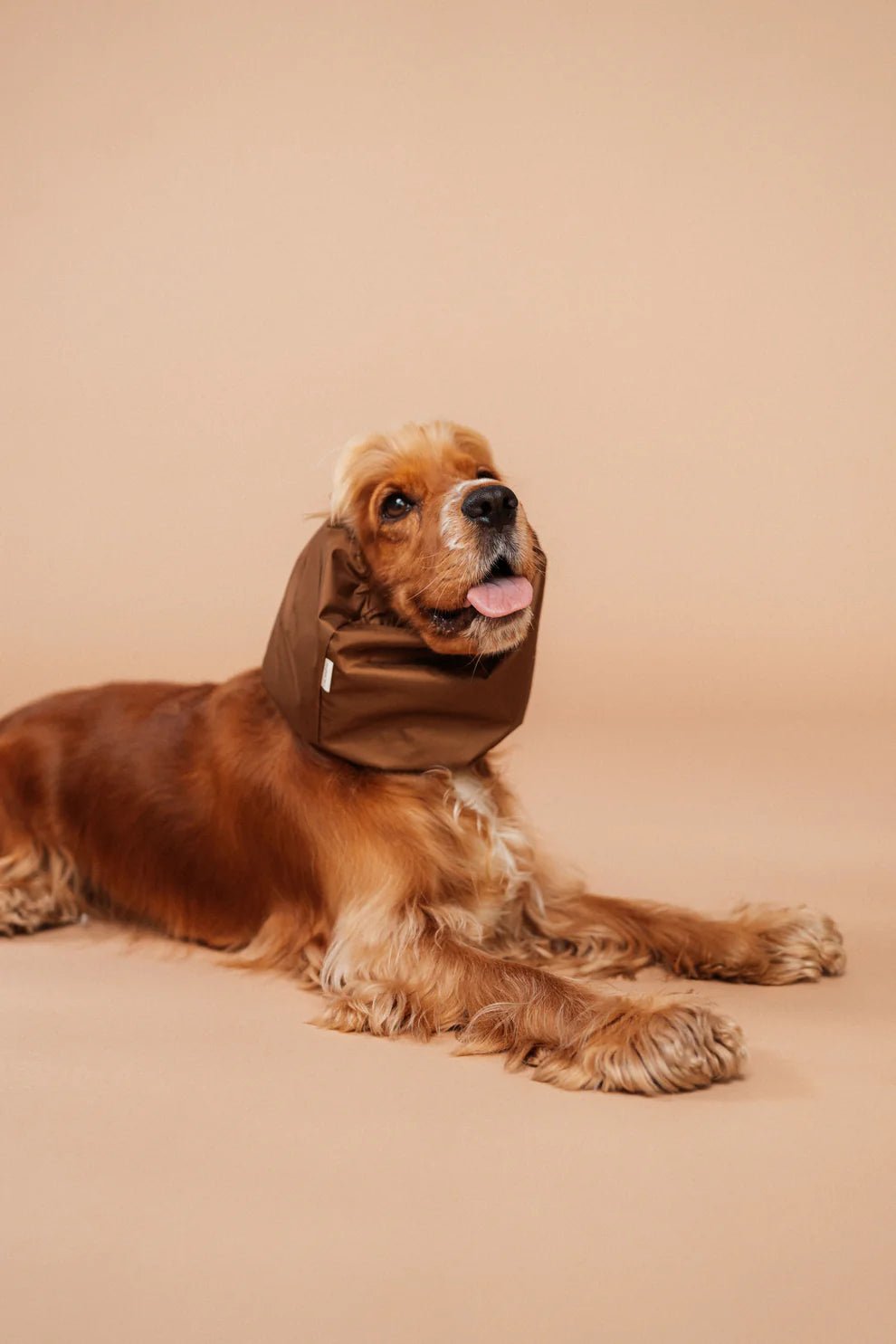 Snood imperméable pour chien – Marron élégant & Oreilles au sec - Lou and co. - DOG DéliCAT