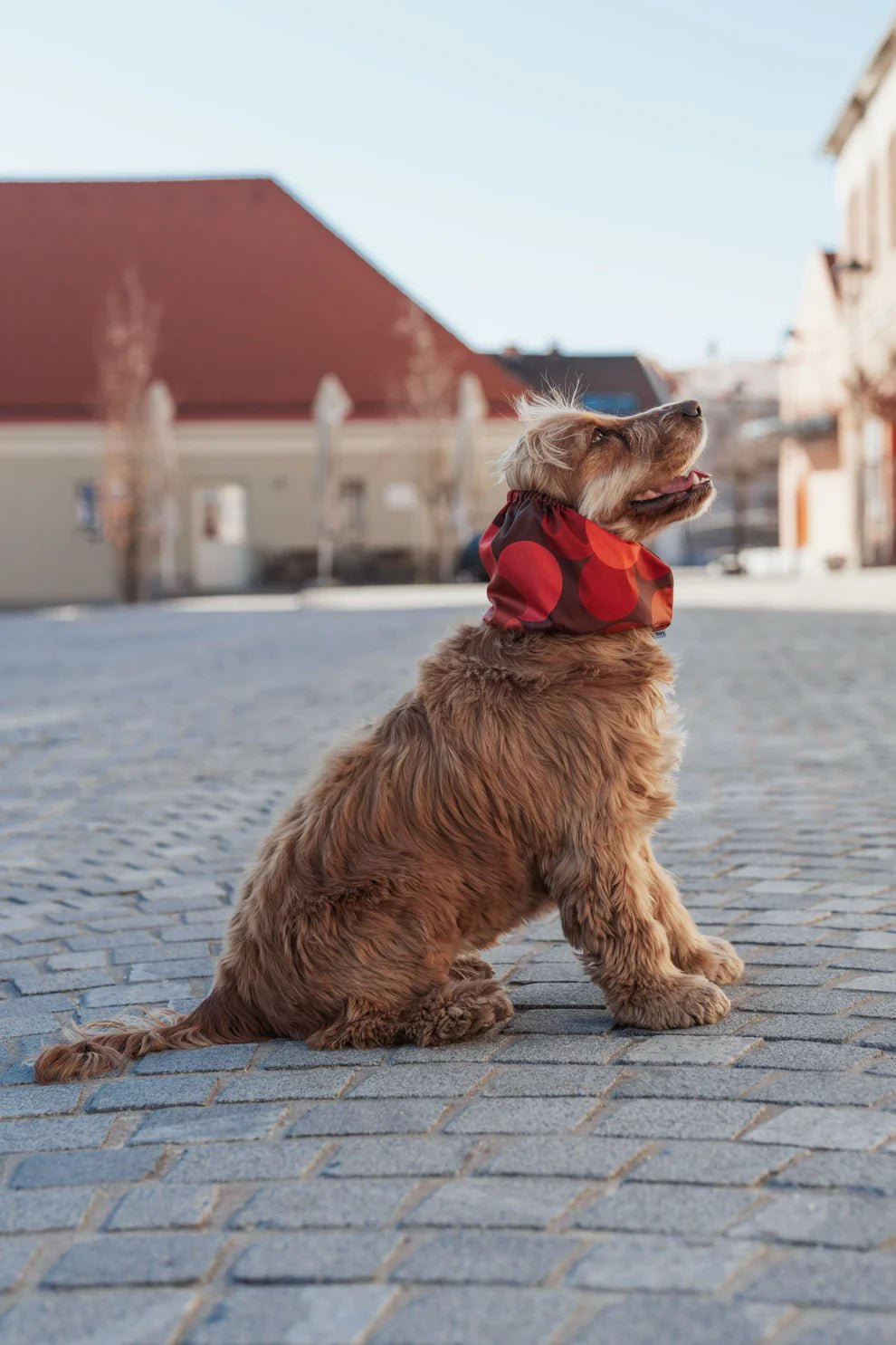 Snood imperméable pour chien – Red Flowers & Oreilles au sec - Lou and co. - DOG DéliCAT