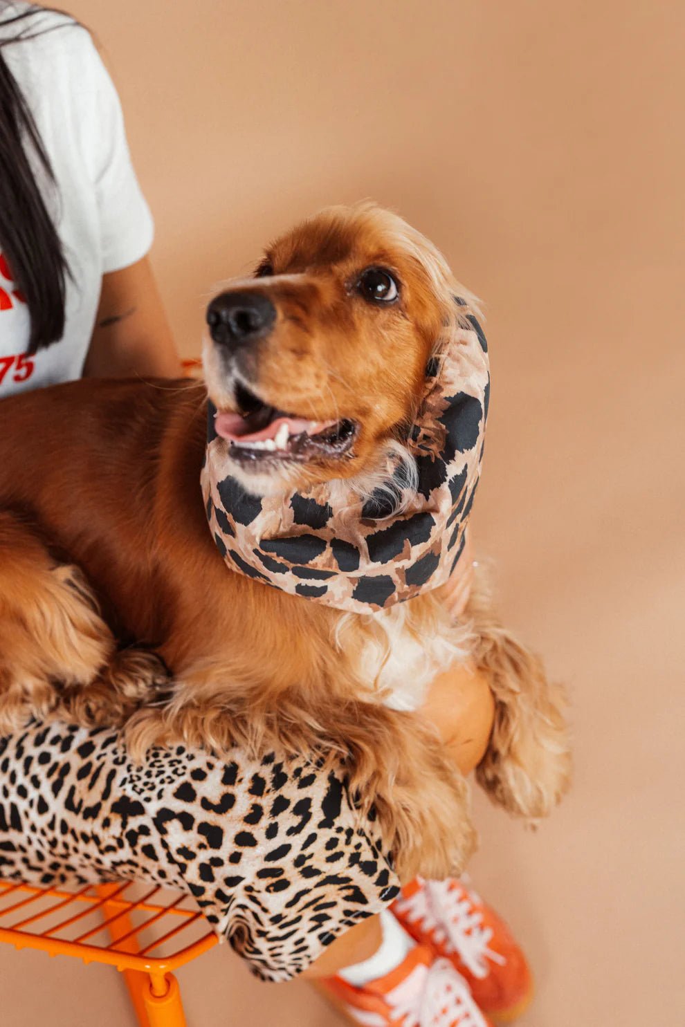 Snood pour chien imprimé léopard – Confort & style – Lou & Co. - Lou and co. - DOG DéliCAT