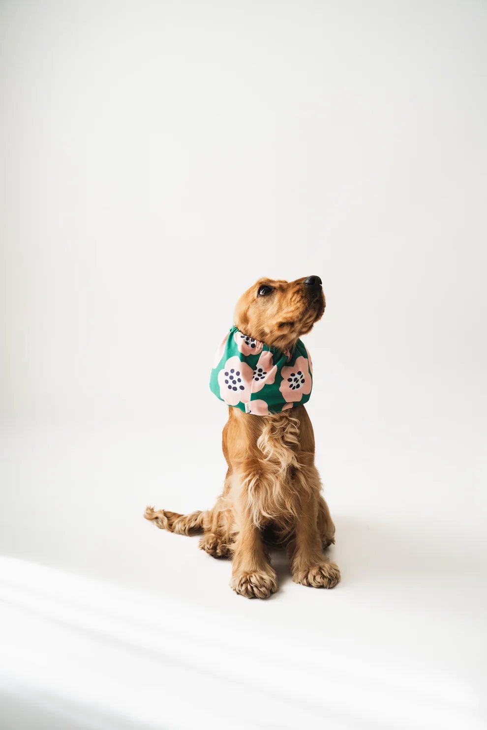 Snood pour chien motif fleurs – Confort & couleur – Lou & Co. - Lou and co. - DOG DéliCAT
