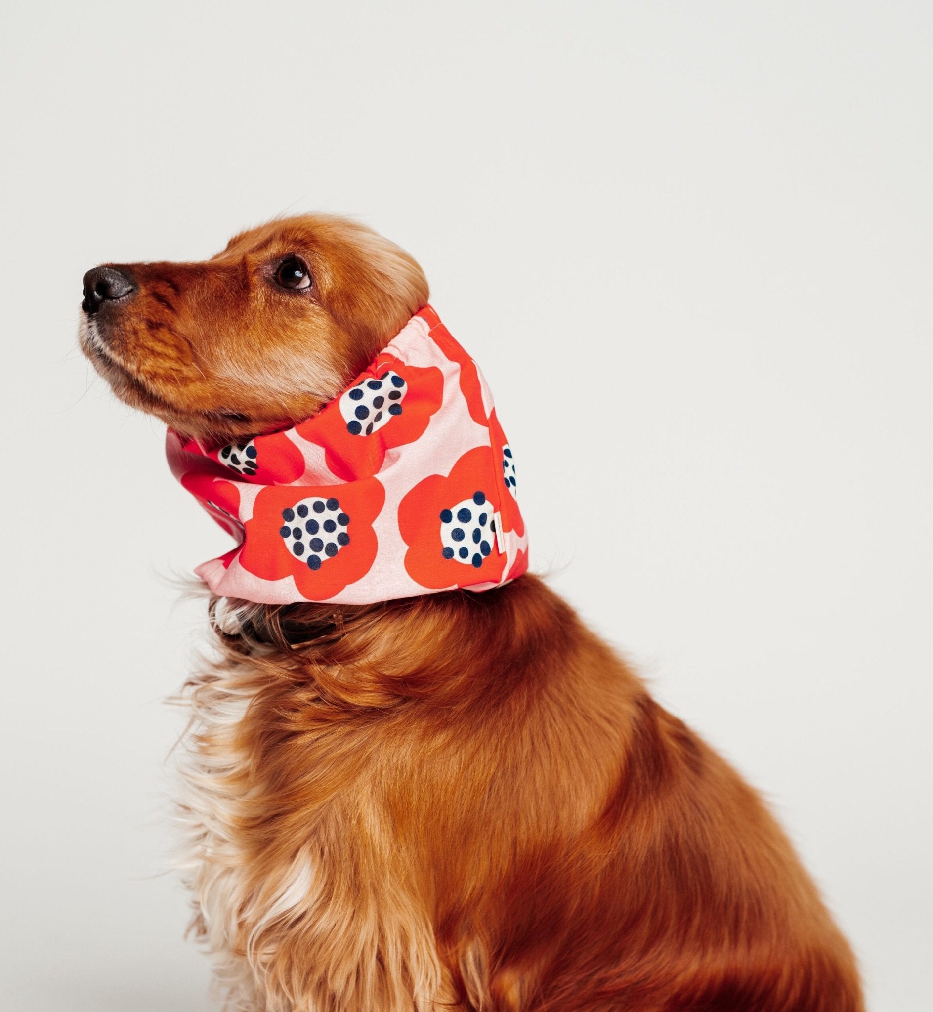 Snood Red Flowers pour chiens - Protection florale et élégante - Lou and co. - DOG DéliCAT