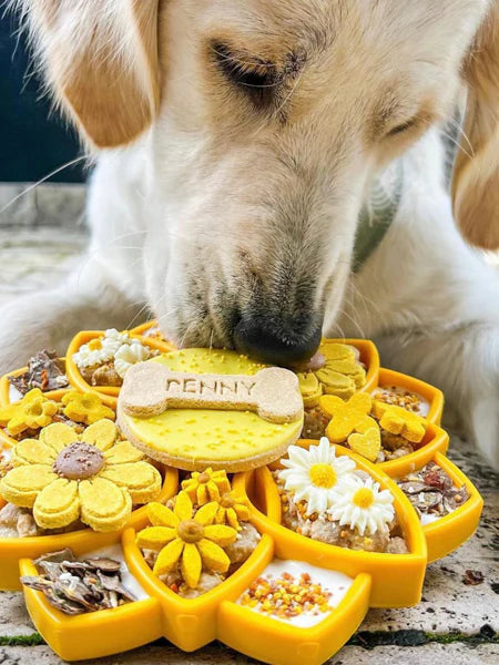 Image de la Gamelle d'Enrichissement Mandala Jaune de SodaPup avec un chien en train de manger dessus.