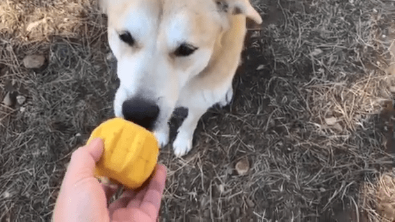 Support bâton de yak chien Gear eDispenser – SodaPup – DOG DéliCAT