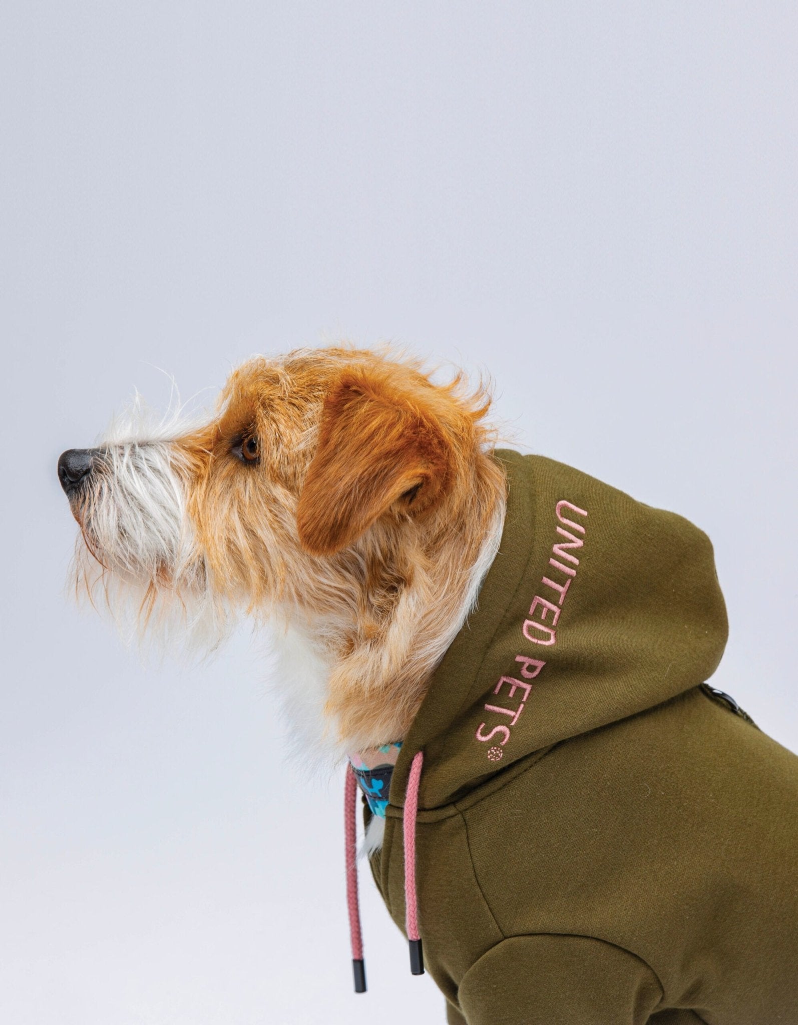 Sweat pour chien à capuche Bull kaki et rose - DOG DéliCAT Sweat pour chien à capuche Bull kaki et rose - DOG DéliCAT