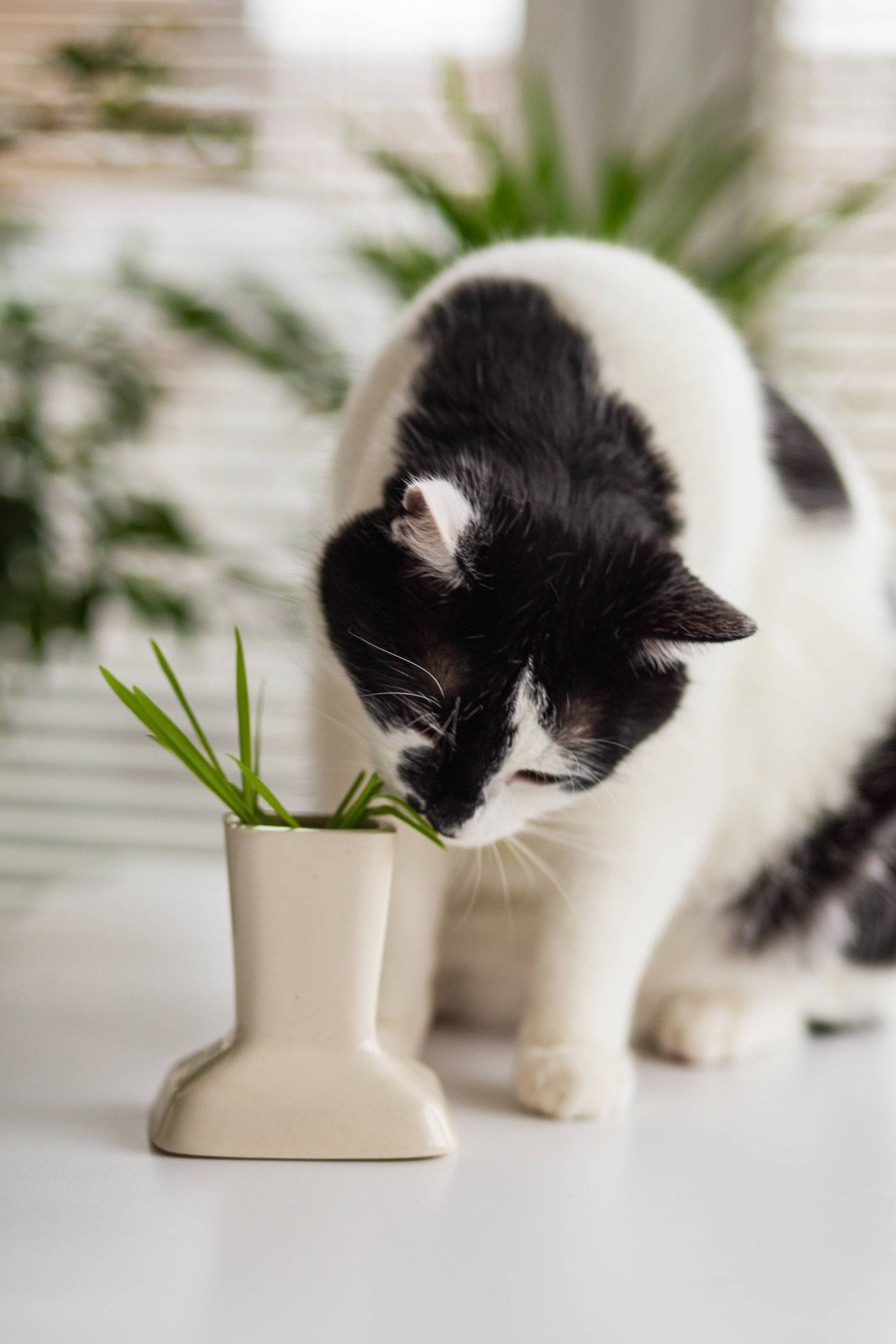 Vase en céramique avec herbe à chat – Bien - être digestif & déco naturelle - Miaustore - DOG DéliCAT