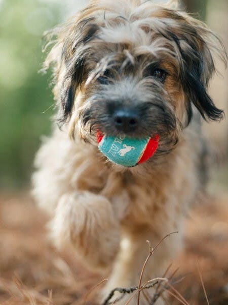 Balles de tennis pour chien PET PLAY - DOG DéliCAT