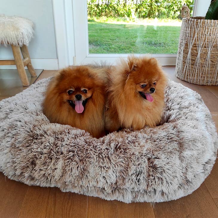Image d'un animal de compagnie détendu et confortablement installé dans le lit Poilu Bobby Beignet de Bobby Canifrance, exprimant sécurité et sérénité.