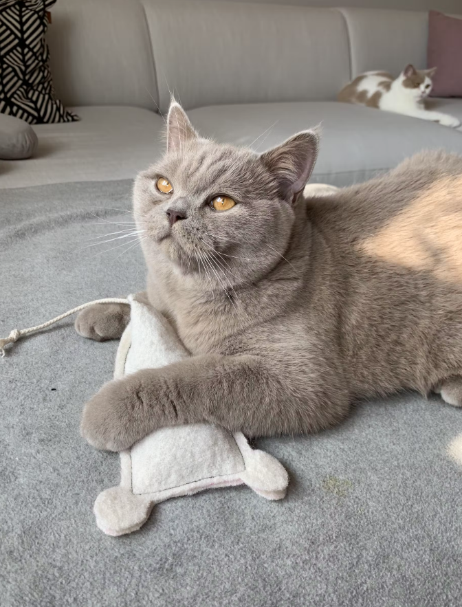 Souris XL feutre de laine garnie d’herbe à chat