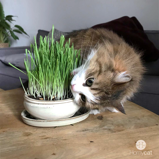 Sachet d'herbe à chat française