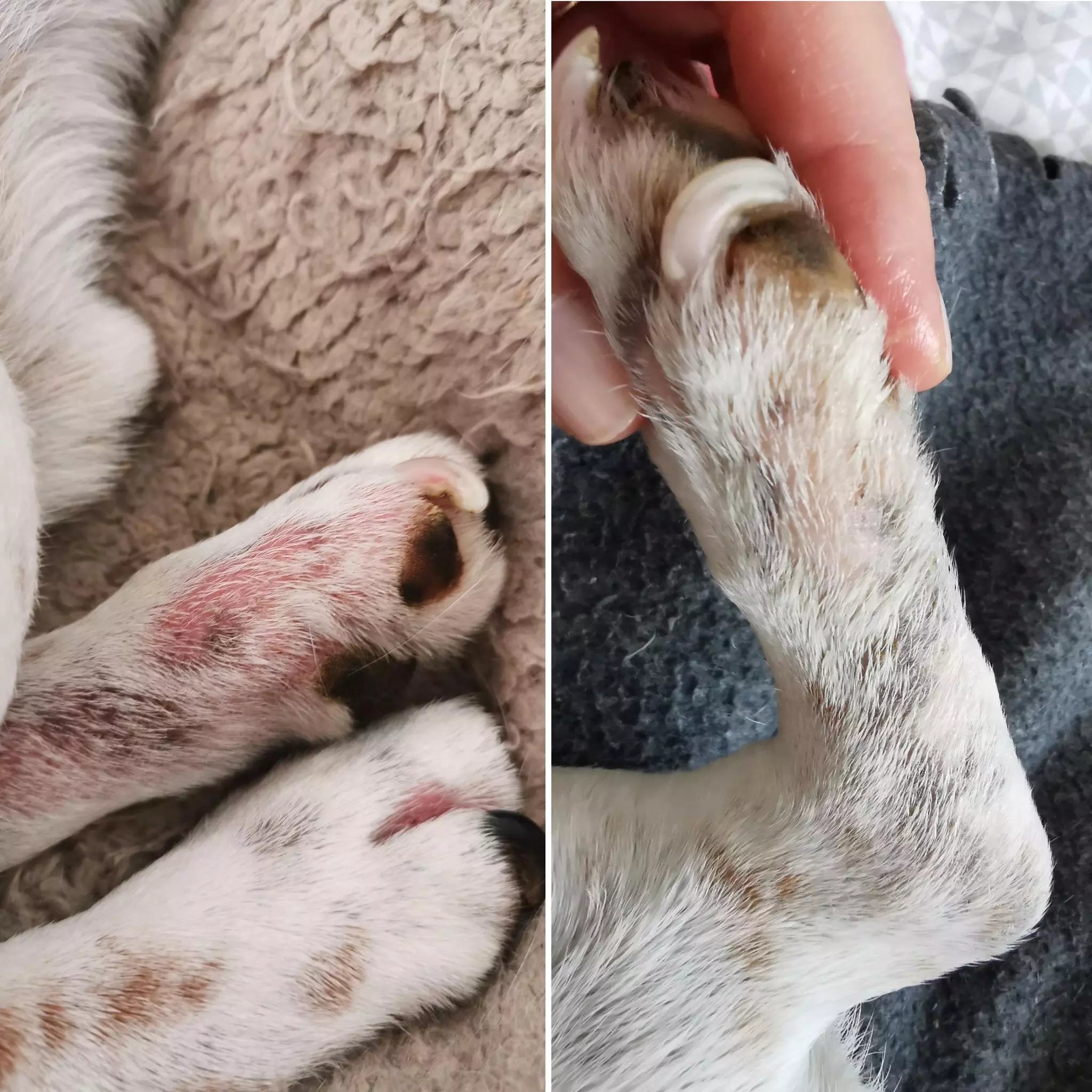 Baume miraculeux - DEXTER & MANGO - DOG DéliCAT