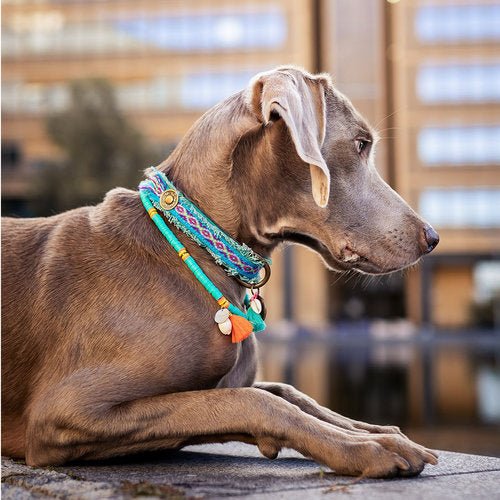 Collier bijou Coco Beach - DOG WITH A MISSION - DOG DéliCAT