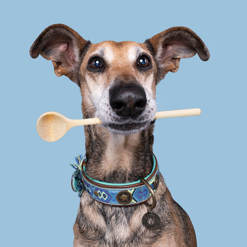 Collier DWAM Boho Juan pour chien en cuir tissé à la main