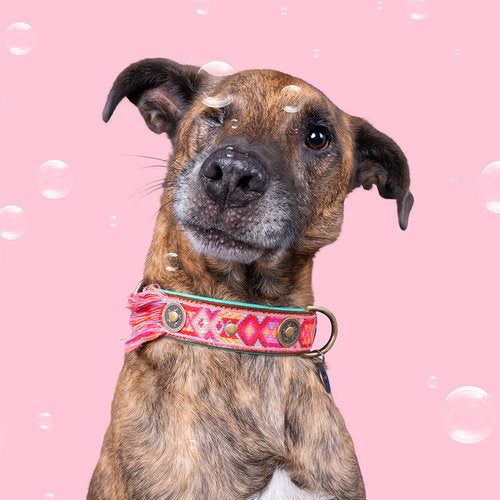 Collier Boho Rosa pour chien en cuir cousu main