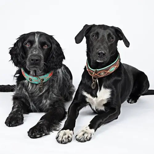 Collier cuir Janis - DOG WITH A MISSION - DOG DéliCAT