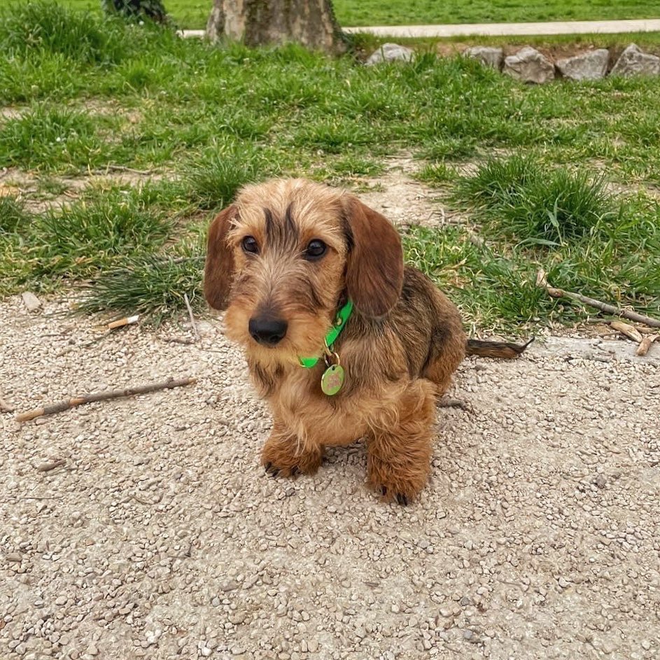 Collier en biothane PIRATE - POP DOG - DOG DéliCAT