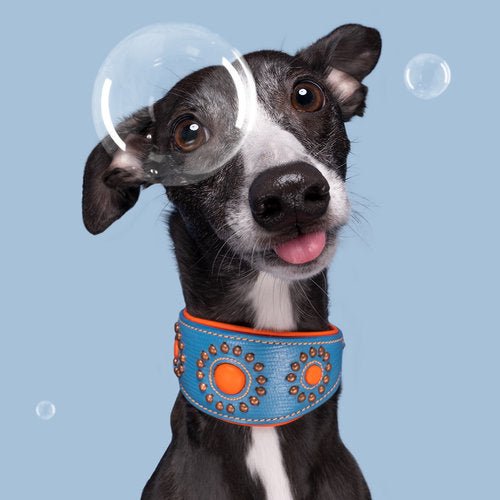 Collier Lévrier Jones - DOG WITH A MISSION - DOG DéliCAT