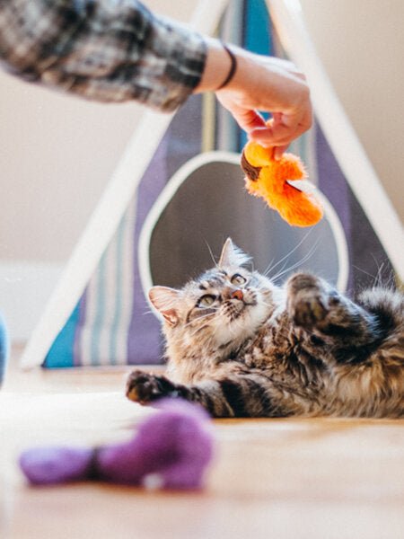 Feline Frenzy - Vers de terre - PET PLAY - DOG DéliCAT