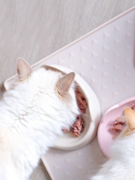 Gamelle plate pour chat MEOOW - Rose - INOOKO - DOG DéliCAT