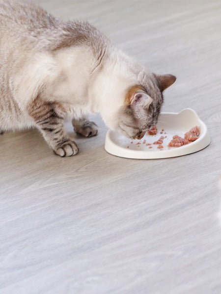 Gamelle plate pour chat MEOOW - Sable - INOOKO - DOG DéliCAT