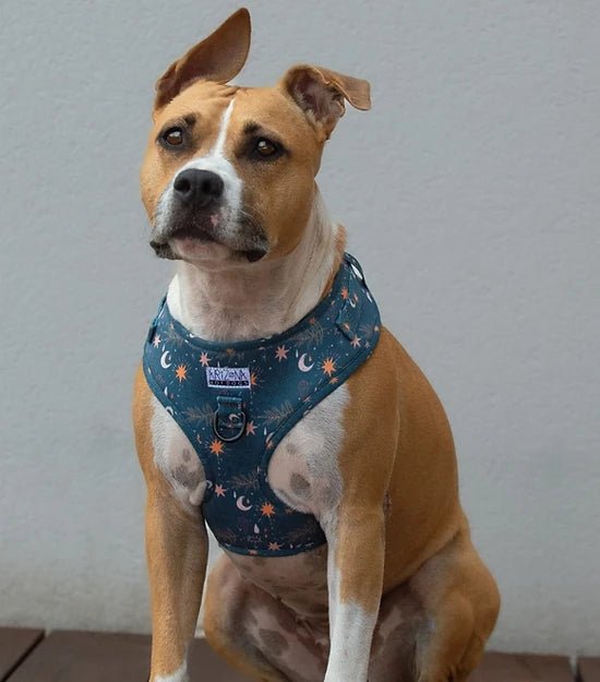Harnais en H Moonlight – astrologie & confort étoilé - ARIZONA HOT DOGS - DOG DéliCAT