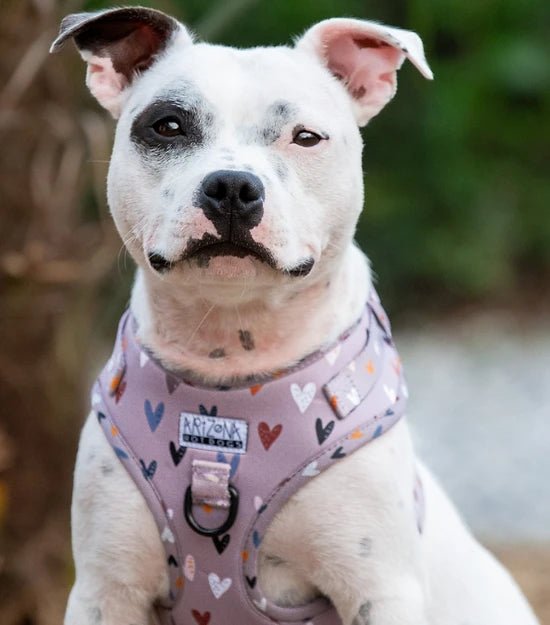 Harnais en H pour chien à motifs - Sweet Love - ARIZONA HOT DOGS - DOG DéliCAT