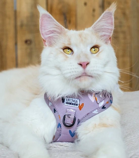 Harnais en H pour chien à motifs - Sweet Love - ARIZONA HOT DOGS - DOG DéliCAT