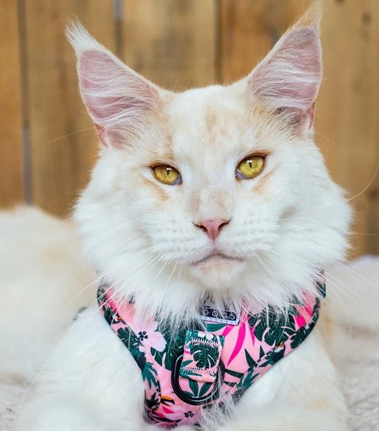 Harnais en H pour chien à motifs - Tropicool - ARIZONA HOT DOGS - DOG DéliCAT