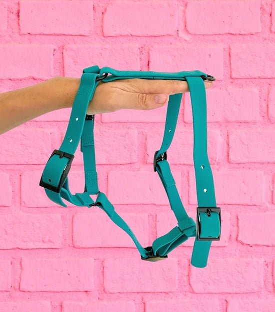 Harnais en Y imperméable - Gummy Teal - ARIZONA HOT DOGS - DOG DéliCAT