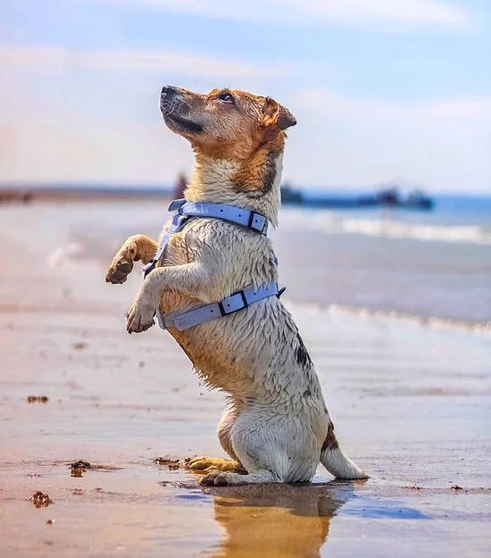 Harnais en Y pour chien imperméable - Gummy Layette - ARIZONA HOT DOGS - DOG DéliCAT