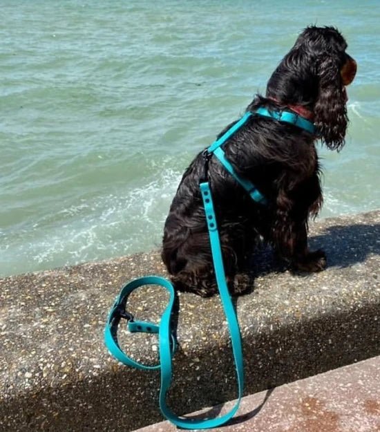 Laisse imperméable pour chien - Gummy Teal - ARIZONA HOT DOGS - DOG DéliCAT