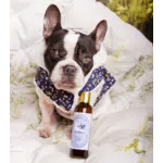 L'eau ô pimpante ! - DEXTER & MANGO - DOG DéliCAT