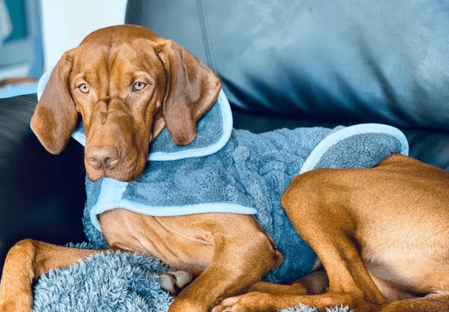 Peignoir en microfibre - HENRY WAG - DOG DéliCAT