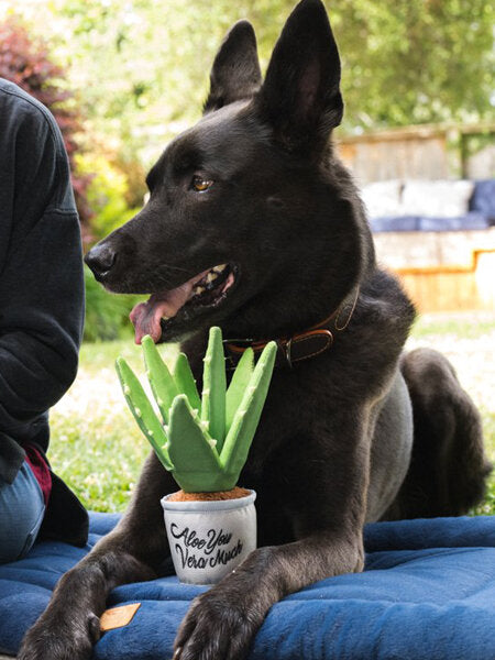 peluche aloe vera pour chien