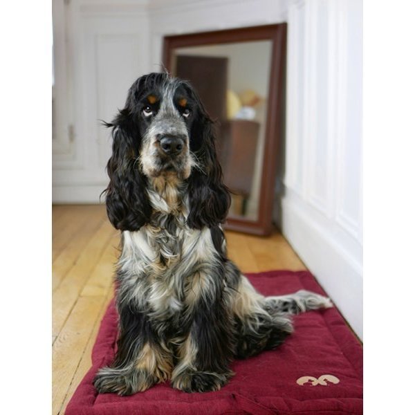 Plaid tout doux - Bordeaux - INOOKO - DOG DéliCAT