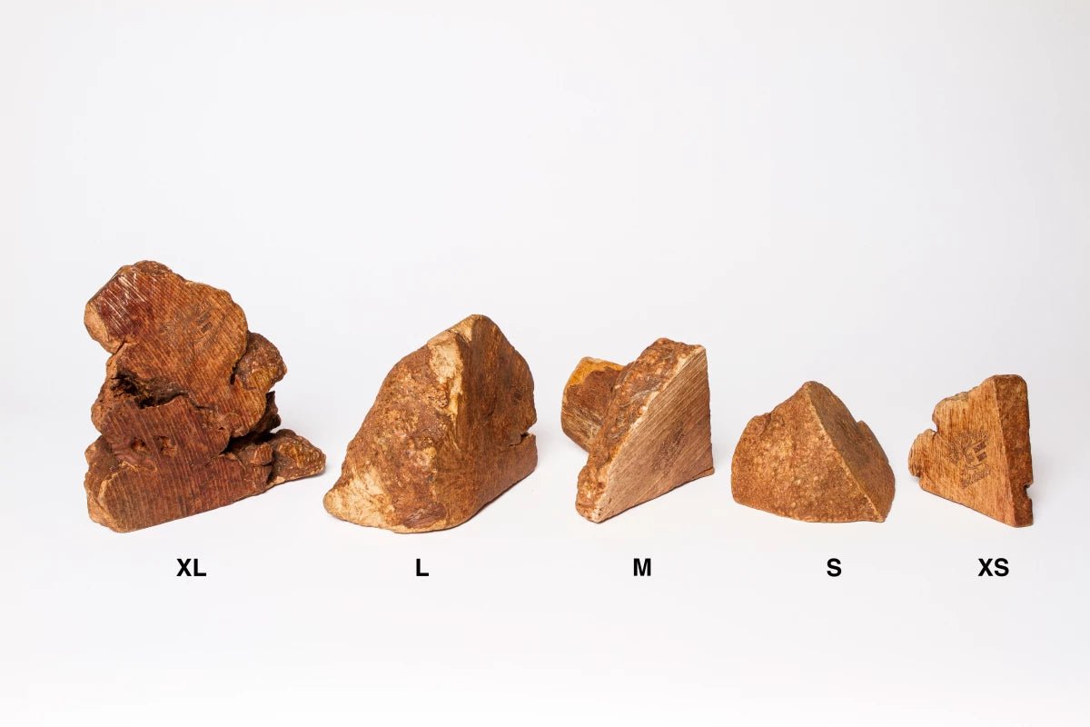 Racine d'arbre - EVIDENT - DOG DéliCAT