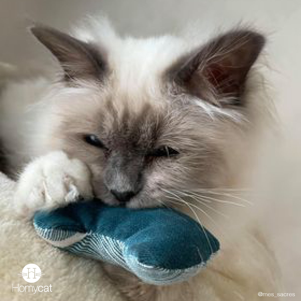 Jouet Tête de chat garnis de Cataire Bio
